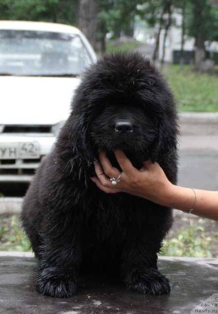 Фотография № 109416