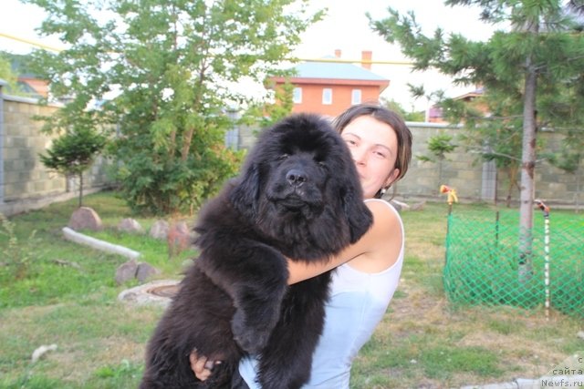 Фото: ньюфаундленд Мистер Форте Импрессионе (Mister Forte Impressione), Людмила Кудрявцева