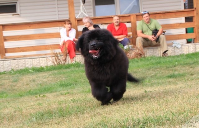 Фото: ньюфаундленд Мистер Форте Импрессионе (Mister Forte Impressione)