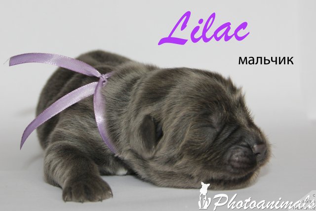 Фотография № 109423