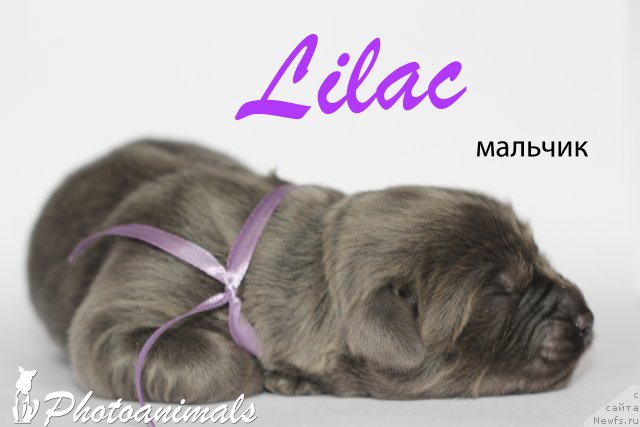 Фото: ньюфаундленд Мэн ту Хаппинесс (Man to Happinnes)