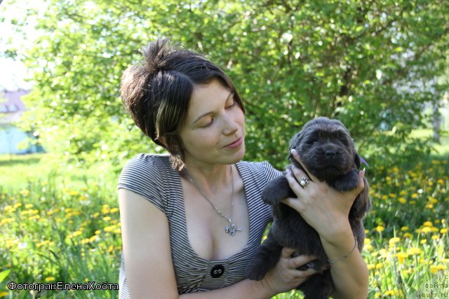 Фото: ньюфаундленд Мэн ту Хаппинесс (Man to Happinnes), Людмила Кудрявцева