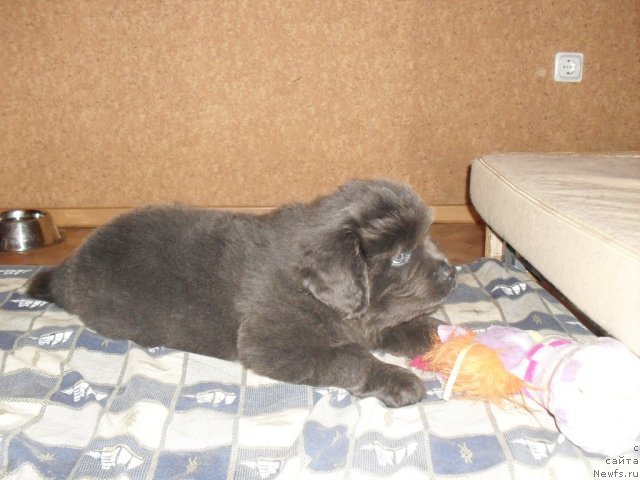 Фото: ньюфаундленд Мэн ту Хаппинесс (Man to Happinnes)