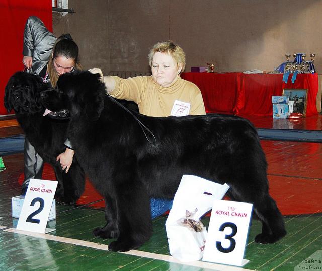 Фото: ньюфаундленд Очаровательна Леди от Сибирского Медведя (Ocharovatelnaya Lady ot Sibirskogo Medvedja)