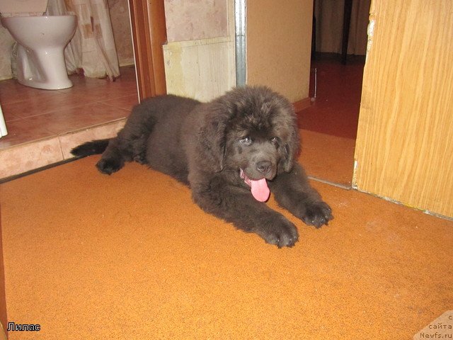 Фотография № 109430