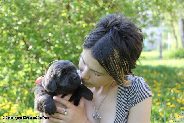 Фото: ньюфаундленд Мелти Вейв Марин Тифея (Melty Wave Marine Tifeya), Людмила Кудрявцева