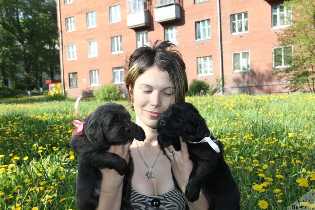 Фото: ньюфаундленд Мелти Вейв Марин Тифея (Melty Wave Marine Tifeya), ньюфаундленд Май Фульджидо Стелла (My Fulgido Stella), Людмила Кудрявцева