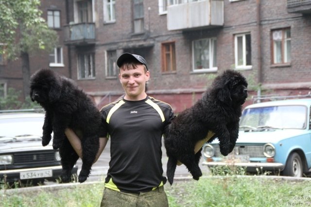 Фото: ньюфаундленд Мистер Форте Импрессионе (Mister Forte Impressione), ньюфаундленд Миднайт Бой (Midnight Boy)