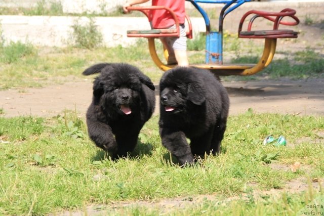 Фотография № 109441