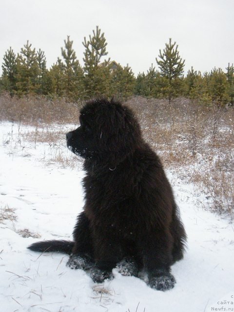 Фото: ньюфаундленд Мистер Форте Импрессионе (Mister Forte Impressione)