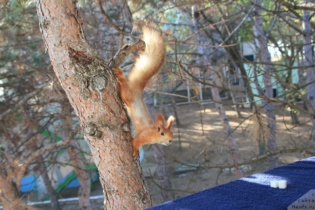 Фотография № 109450