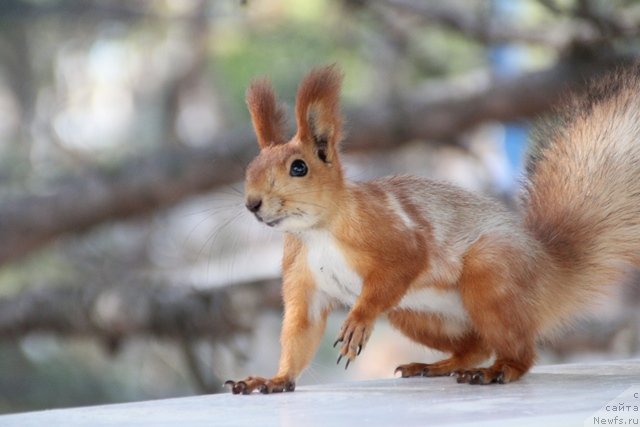 Фотография № 109451