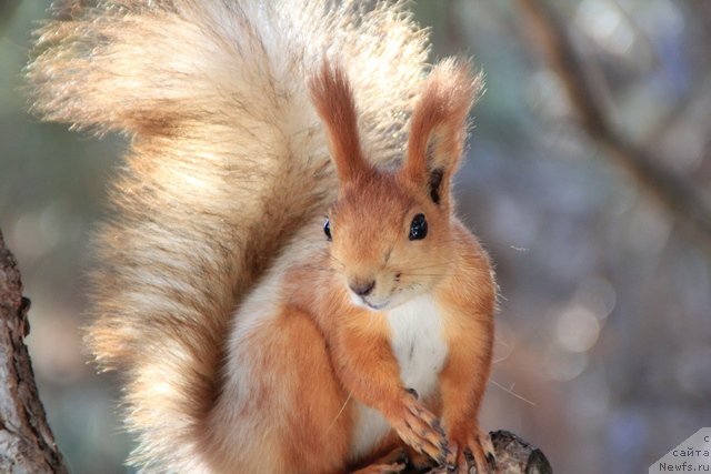 Фотография № 109452