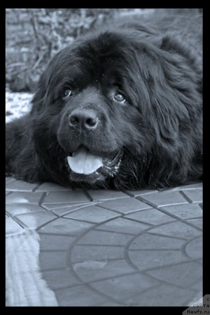 Фото: ньюфаундленд Гералис Чироки Великий Вождь