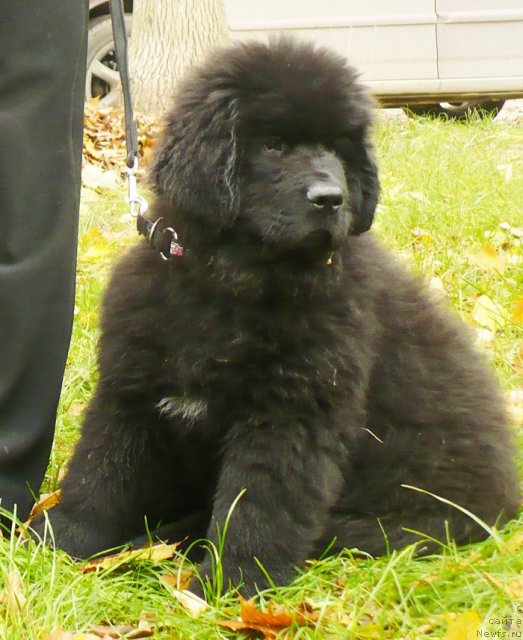 Фото: ньюфаундленд Бегущая по Волнам Шаолинь (Beguschaya po Volnam Shaolin)