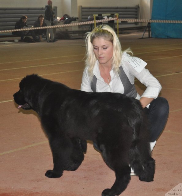 Фото: ньюфаундленд Хан Тенгри Бирс Вайкики, Юля