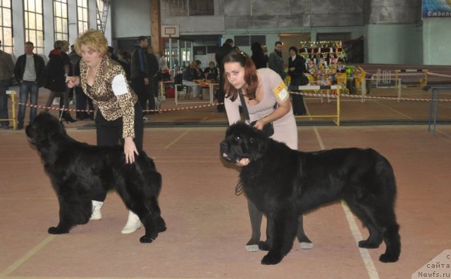 Фото: ньюфаундленд Потап Жослин, ньюфаундленд Topgallant's Aquitania, Катеринка Классен, Анна Заря