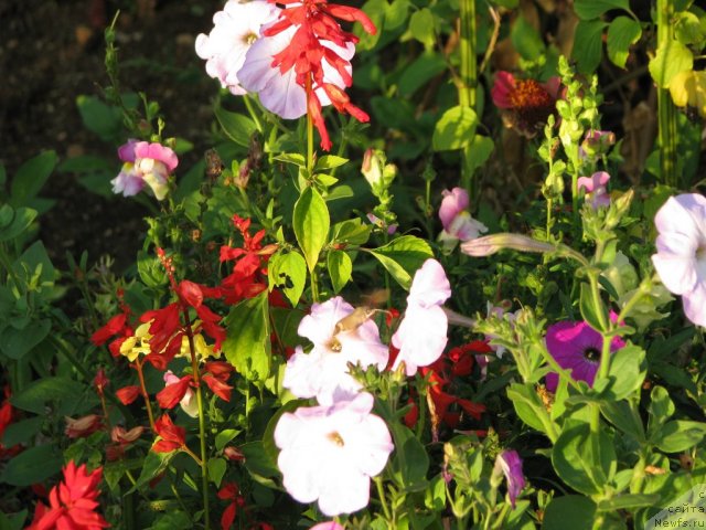 Фотография № 109463