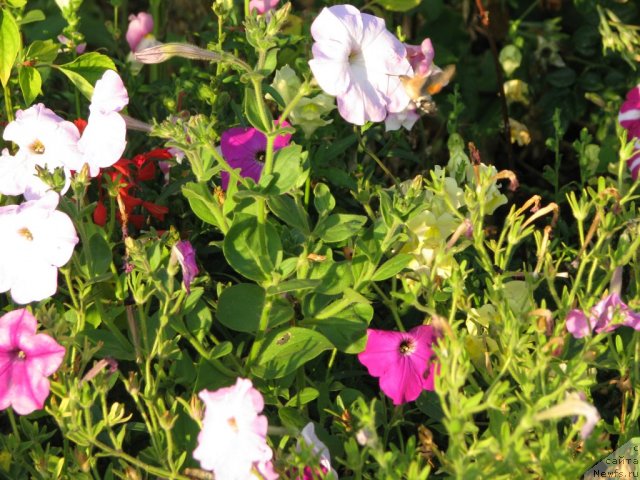 Фотография № 109464