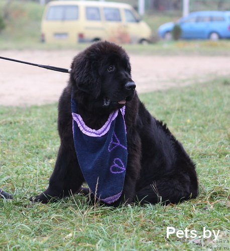 Фото: ньюфаундленд Тужур Бель