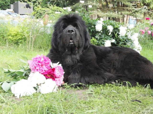 Фотография № 109468