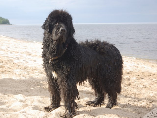 Фото: ньюфаундленд Бегущая по Волнам Ван Хельсинг