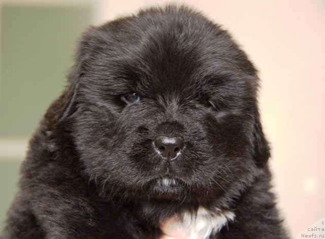 Фотография № 109472