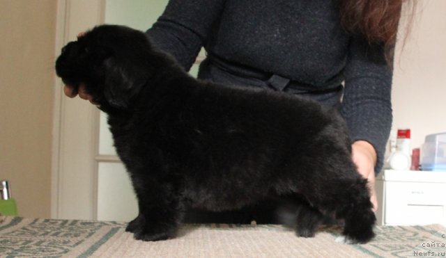 Фотография № 109474