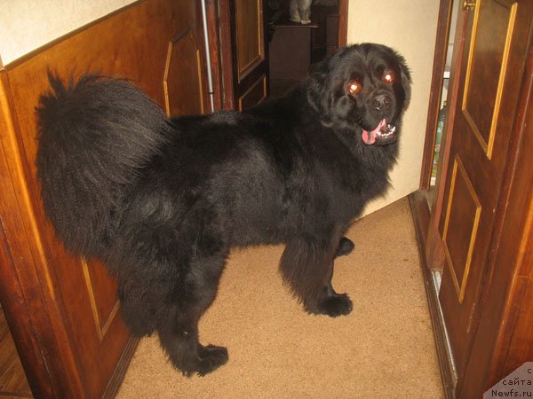 Фотография № 109479