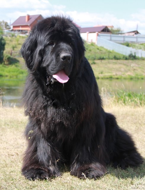 Фото: ньюфаундленд Жемчужная Фантазия из Медвежьего Яра (Zhemchuzhnaya Fantazia iz Medvejyego Yara)