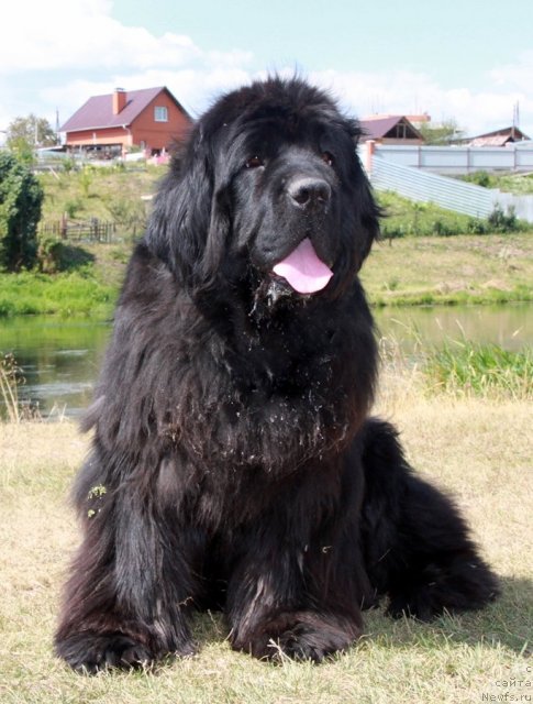 Фото: ньюфаундленд Жемчужная Фантазия из Медвежьего Яра (Zhemchuzhnaya Fantazia iz Medvejyego Yara)