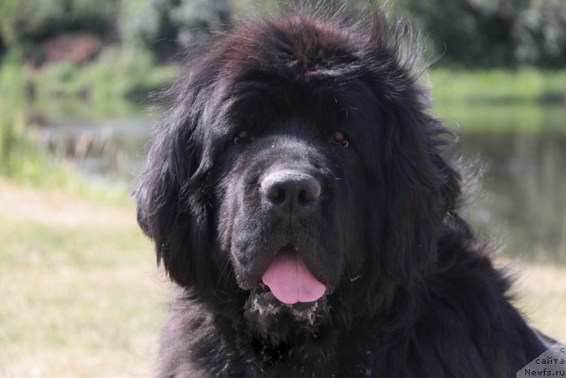 Фото: ньюфаундленд Жемчужная Фантазия из Медвежьего Яра (Zhemchuzhnaya Fantazia iz Medvejyego Yara)