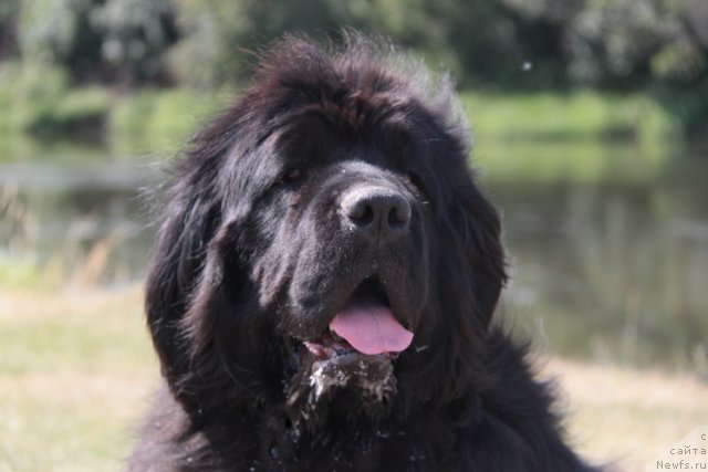 Фото: ньюфаундленд Жемчужная Фантазия из Медвежьего Яра (Zhemchuzhnaya Fantazia iz Medvejyego Yara)