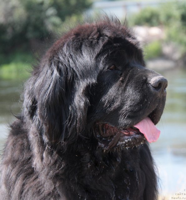 Фото: ньюфаундленд Жемчужная Фантазия из Медвежьего Яра (Zhemchuzhnaya Fantazia iz Medvejyego Yara)