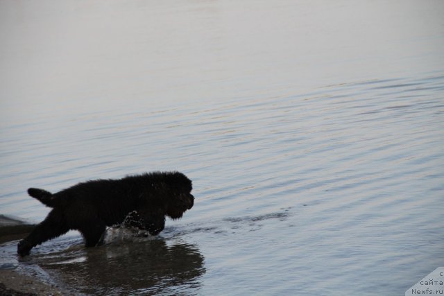 Фотография № 109490