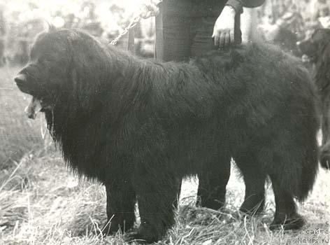 Фото: ньюфаундленд Юстас-Агли