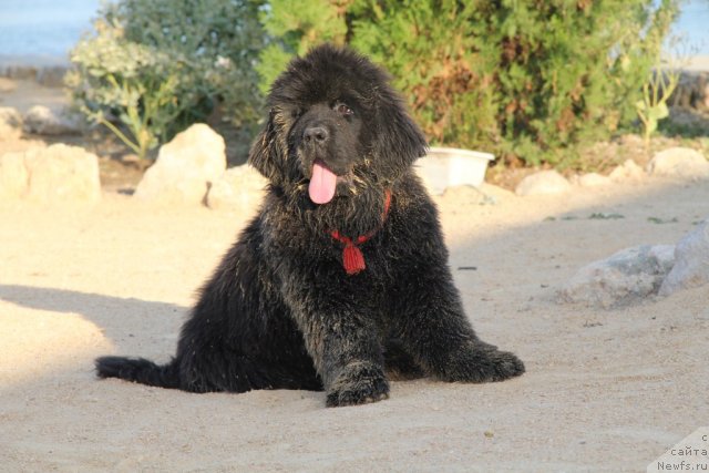 Фотография № 109500