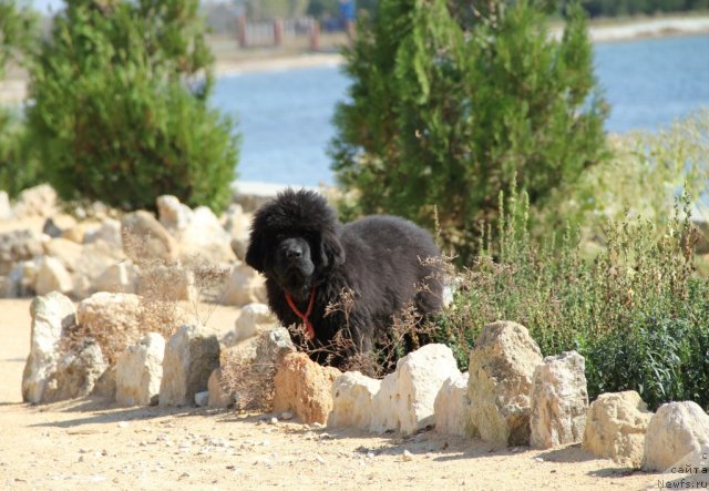 Фотография № 109504