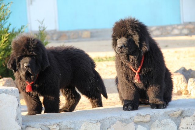 Фотография № 109505