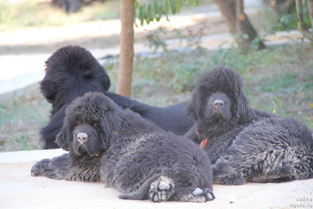Фото: ньюфаундленд Бегущая по Волнам Хаста ла Виста (Beguschaya po Volnam Hasta la Vista), ньюфаундленд Аллегро Кон Брио Династия Совершенства (Allegro Con Brio Dinastiya Soverchenstva), ньюфаундленд Аз Труэ Бегущая по Волнам Династия Совершенства (As True for Beguschaya po Volnam Dinastiya Soverchenstva)