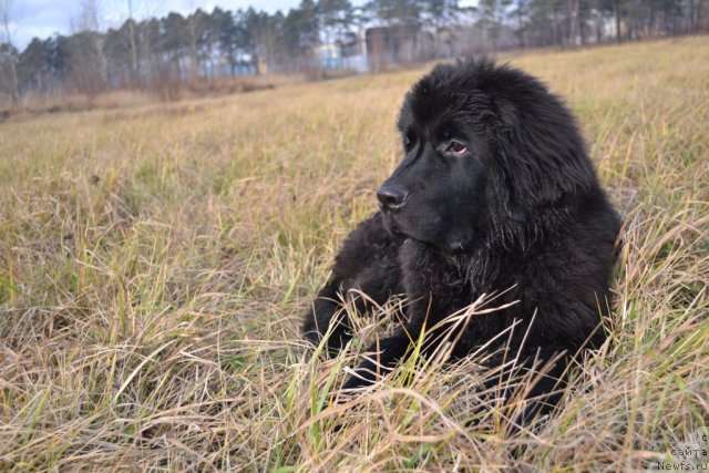 Фото: ньюфаундленд Питерньюф Чивас Регал