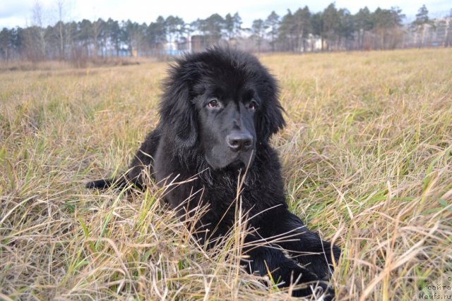 Фото: ньюфаундленд Питерньюф Чивас Регал