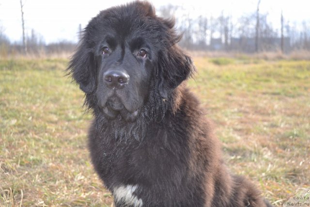 Фото: ньюфаундленд Питерньюф Чивас Регал