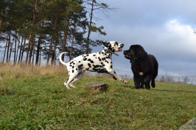 Фото: ньюфаундленд Питерньюф Чивас Регал