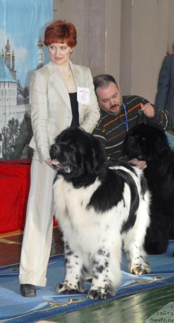 Фото: ньюфаундленд Супер Бизон Айсберг (Super Bizon Aisberg)