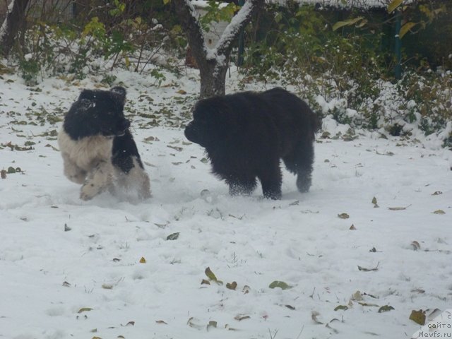Фото: ньюфаундленд Супер Бизон Зербино, ньюфаундленд Samson Vialiki Miadzvedz