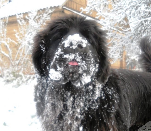Фото: ньюфаундленд Акватория Келвин Ультимэйт