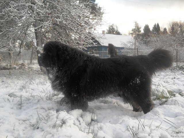 Фото: ньюфаундленд Акватория Келвин Килиманджаро (Aquatoriya Kelvin Kilimandzharo)