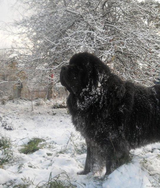Фото: ньюфаундленд Акватория Келвин Килиманджаро (Aquatoriya Kelvin Kilimandzharo)