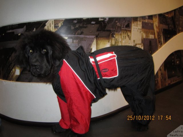 Фотография № 109573